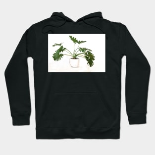 Philodendron bipinnatifidum pot plant with leaves in casual minimalist fashion Hoodie